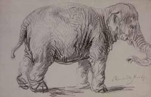 Rembrandt's Elephant (Albertina, 1637)