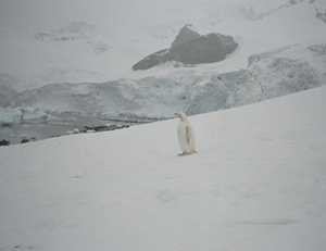 Pierre Huyghe's A Journey That Wasn't (collection of the artist/Marian Goodman, 2005)