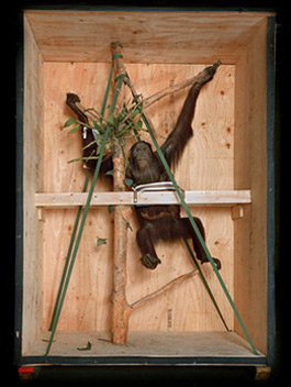 'Richard Barnes's Animal Logic: Smithsonian Ape (Wave Hill Glyndor Gallery, 2008)