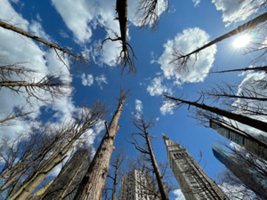 Maya Lin's Ghost Forest (Madison Square Park, 2021)